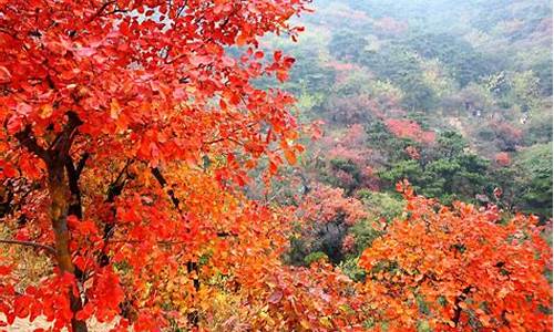 香山红叶4月金价_今年的香山红叶怎么样